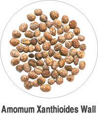 Amomum Xanthioides Wall