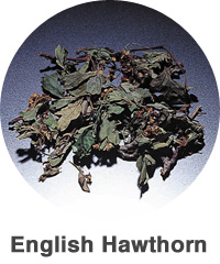 English Hawthorn