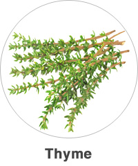 Thyme